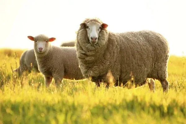 Len lông cừu (Wool) vs. Len nhân tạo (Acrylic): Tiền nào của nấy?