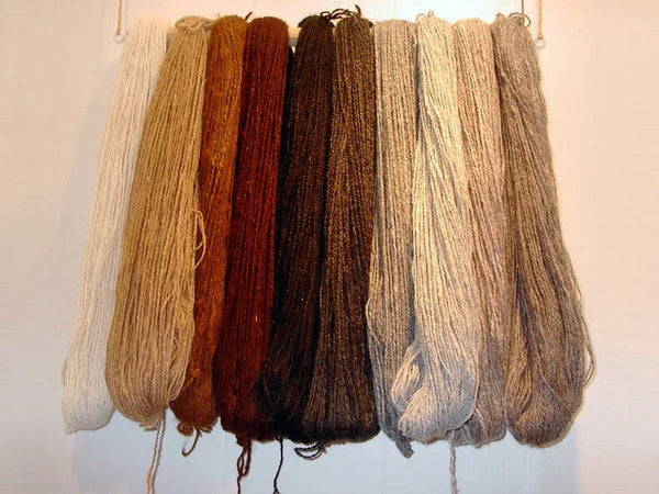 Len lông lạc đà (Camel hair) - Sự lựa chọn xa xỉ cho áo khoác.